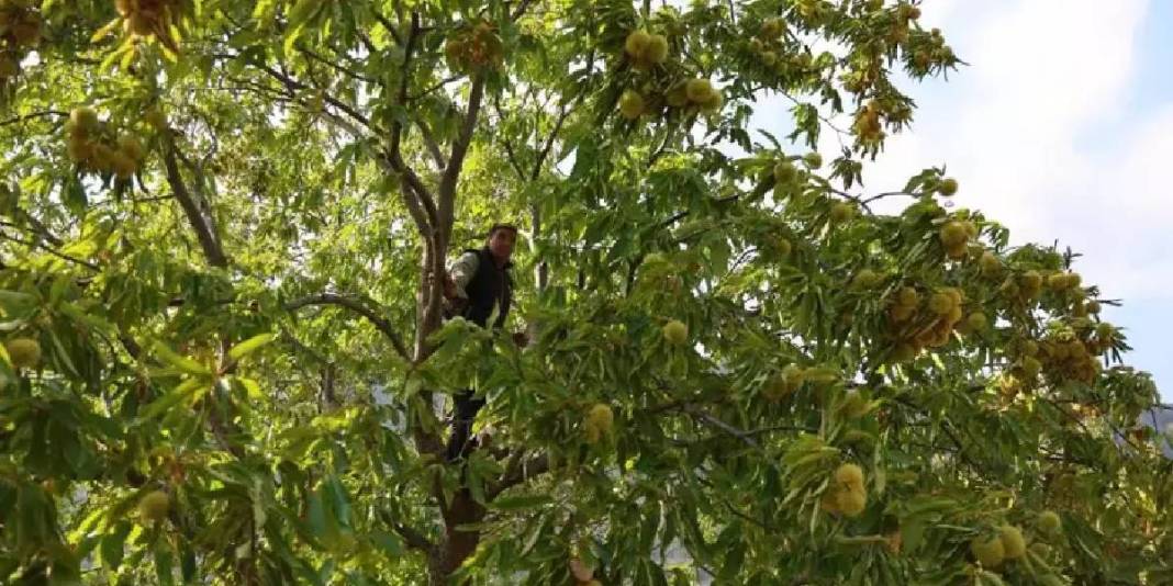 İşçi olmadan hasat başladı! Yevmiyeyi 5.000 TL’ye çıkarmaları da yaramadı: 20 günlük mesai her şeye rağmen sürecek 4